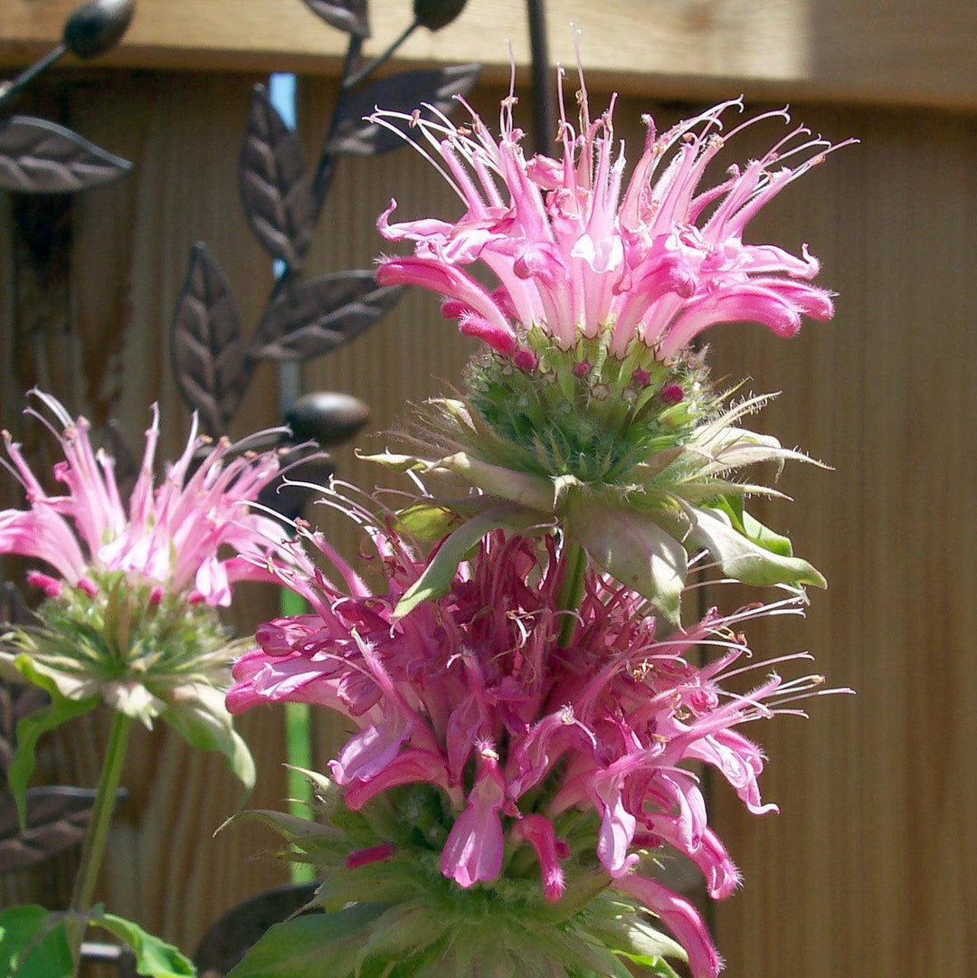 Monarda 'Bubblegum Blast' PP27497  - Sugar Buzz® Bubblegum Blast Bee Balm
