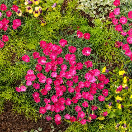 Paint the Town Magenta Dianthus
