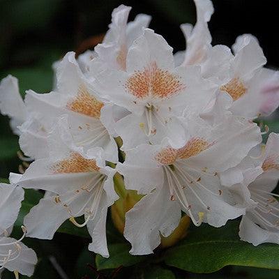 Cunningham's White Rhododendron