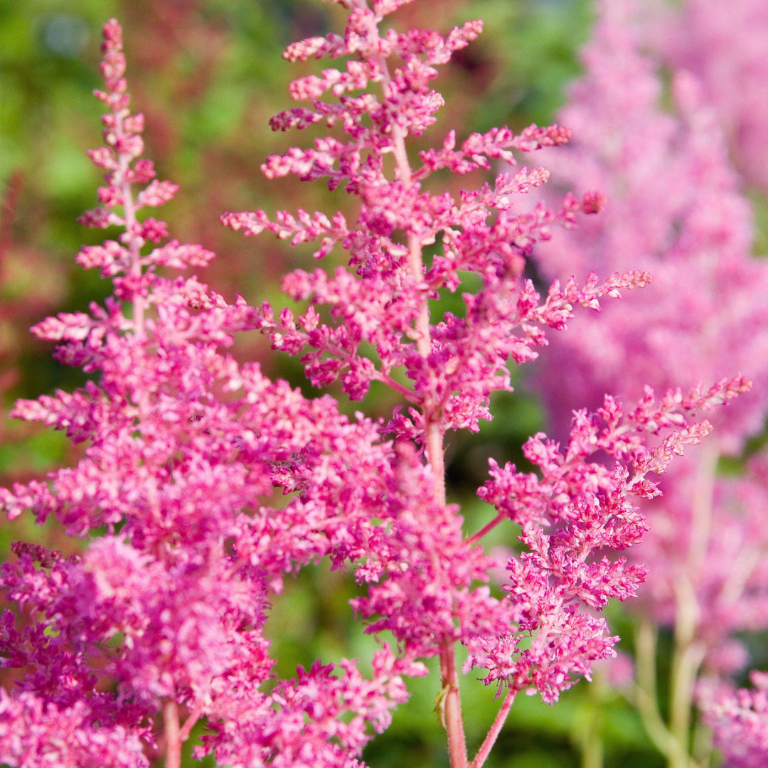 Rheinland Japanese Astilbe