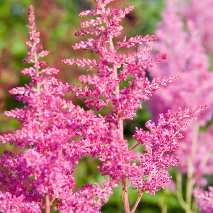 Rheinland Japanese Astilbe