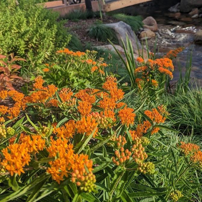 Butterfly Weed