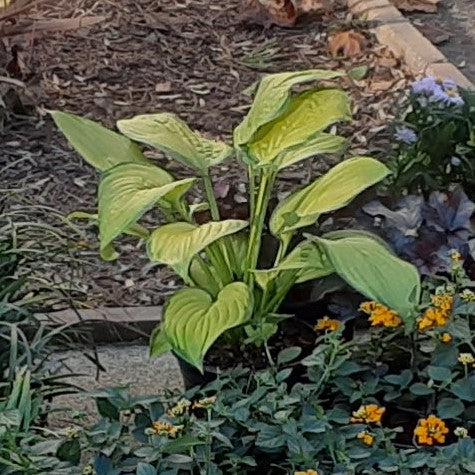 Paul's Glory Hosta