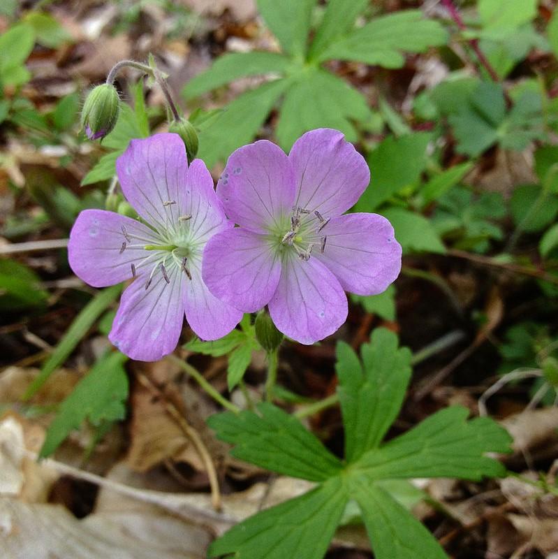 Wild Cranesbill