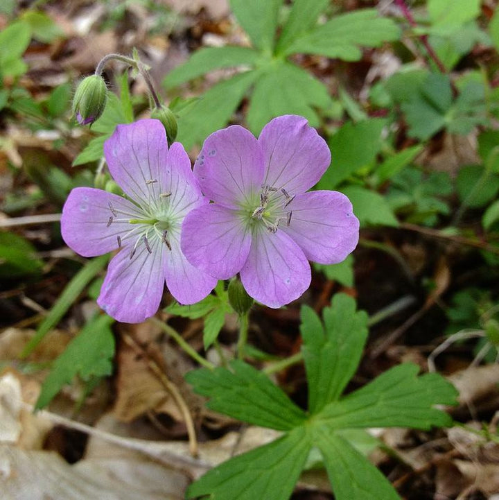 Wild Cranesbill