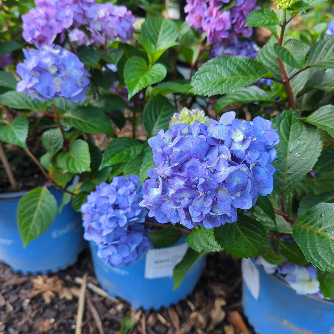 Endless Summer® Bloomstruck® Hydrangea