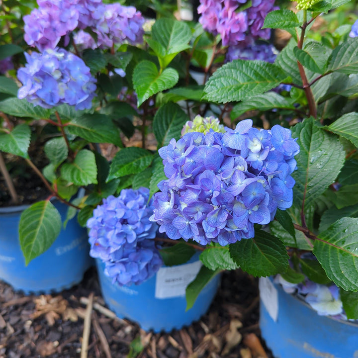 Endless Summer® Bloomstruck® Hydrangea