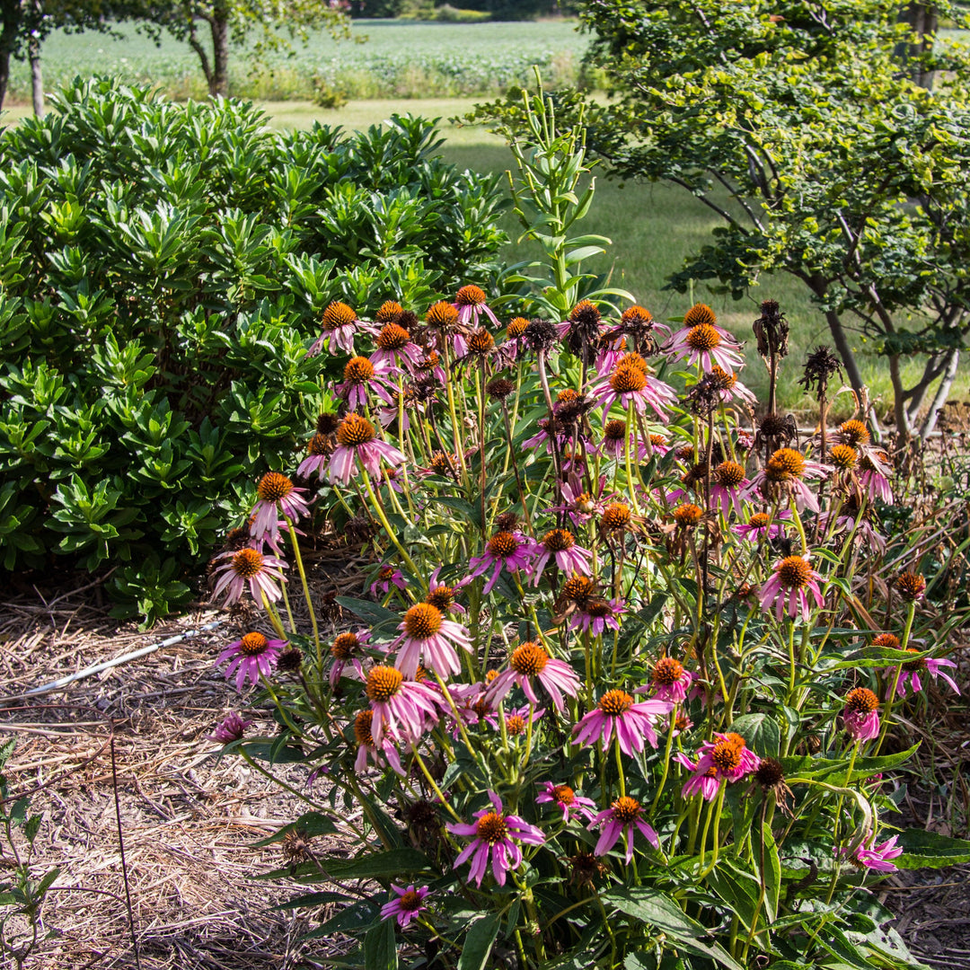 Ruby Star Echinacea