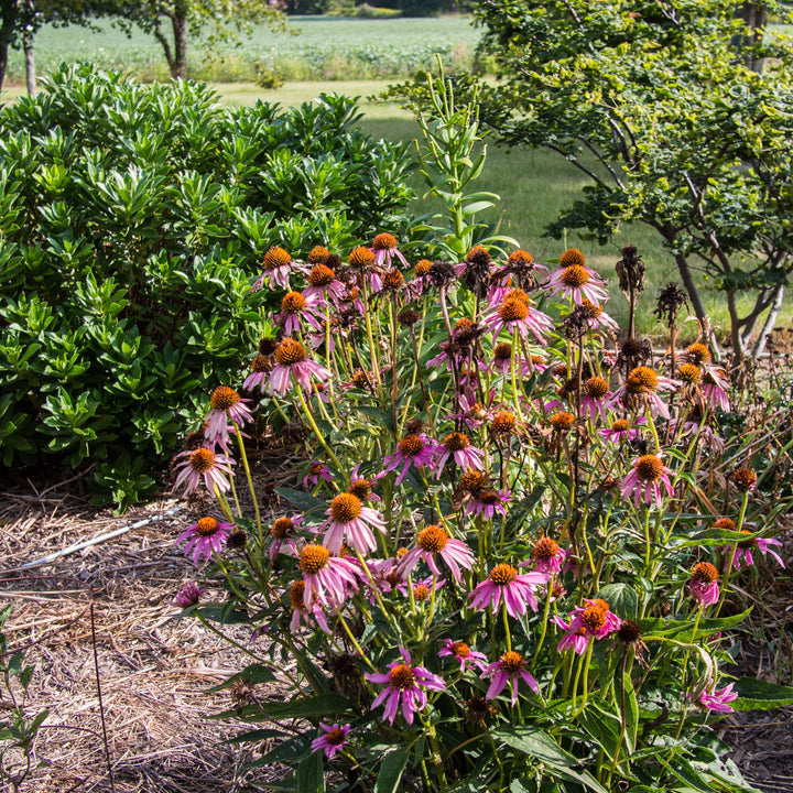 Ruby Star Echinacea