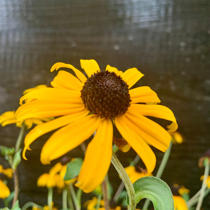 Black-Eyed Susan