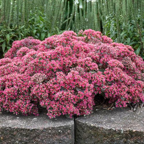 Rock 'N Round™ Popstar Stonecrop