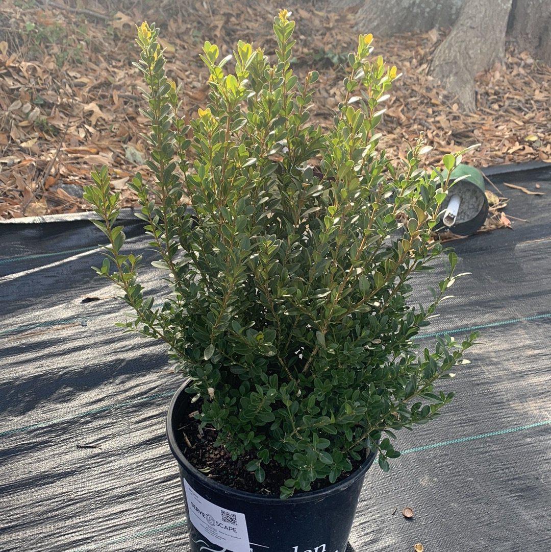 Baby Gem™ Boxwood