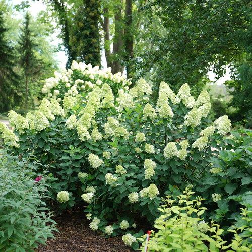 Proven Winners® Limelight Prime® Hydrangea