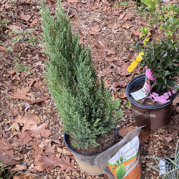 Blue Point Juniper