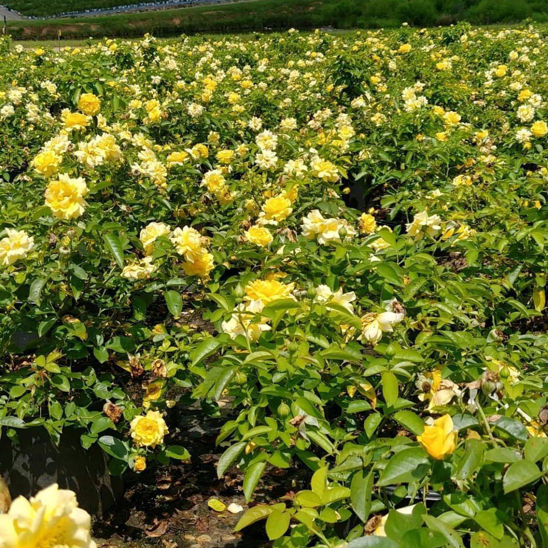 Julia Child™ Rose