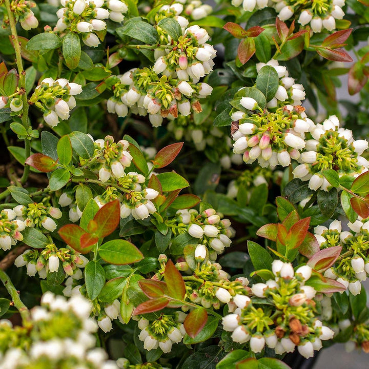 Bushel and Berry® BerryBux® Blueberry