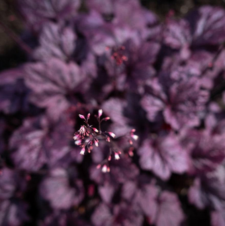 Heuchera 'Grape Expectations'  - Grape Expectations Coral Bells