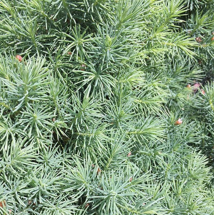 Dwarf Alberta Spruce