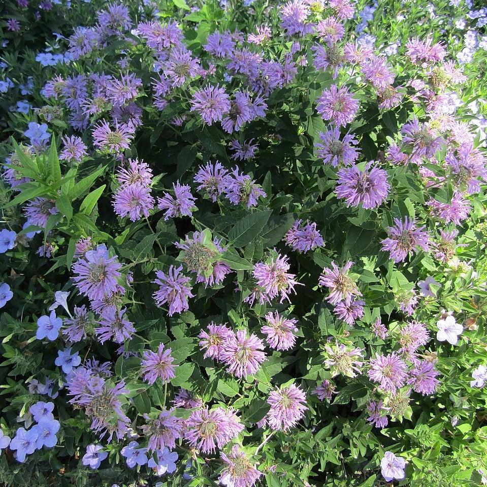 Monarda 'Blue Moon'  - Sugar Buzz® Blue Moon Bee Balm