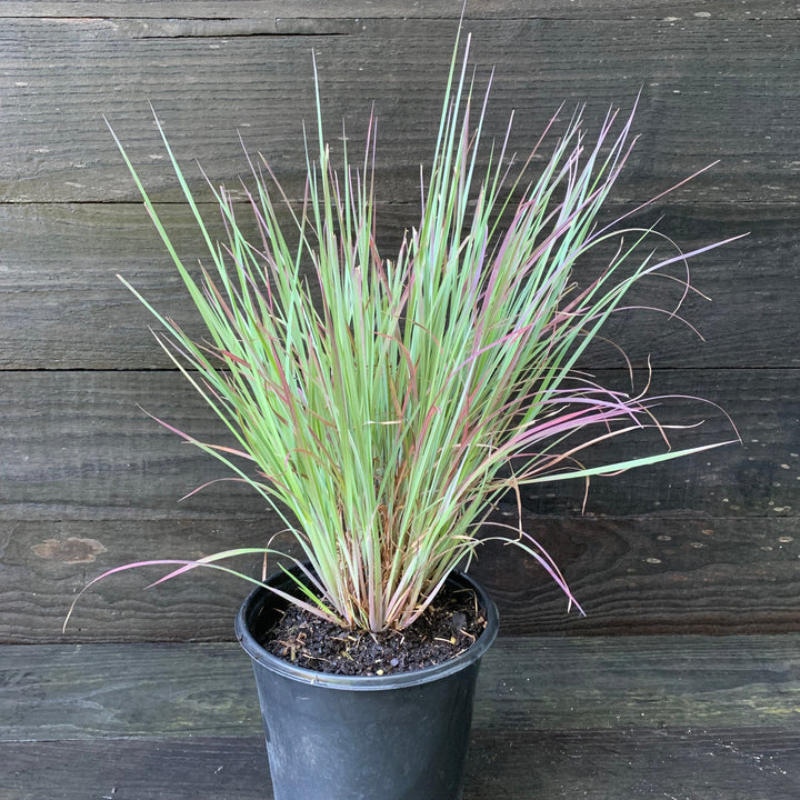 Standing Ovation Little Bluestem