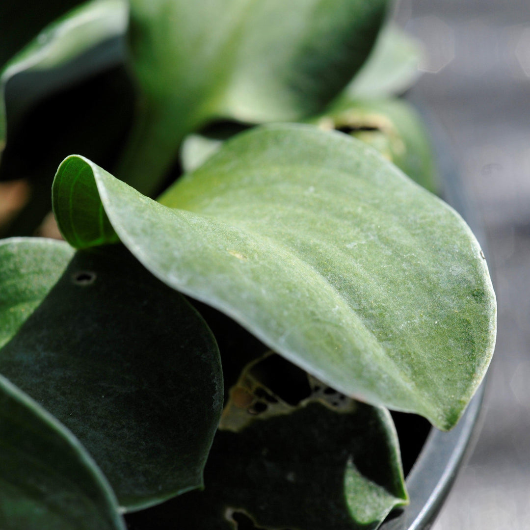Blue Mouse Ears Hosta