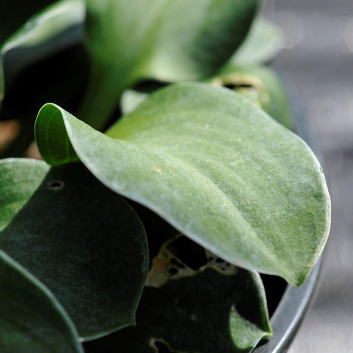 Blue Mouse Ears Hosta