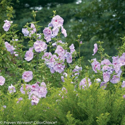 Lavender Chiffon® Rose of Sharon