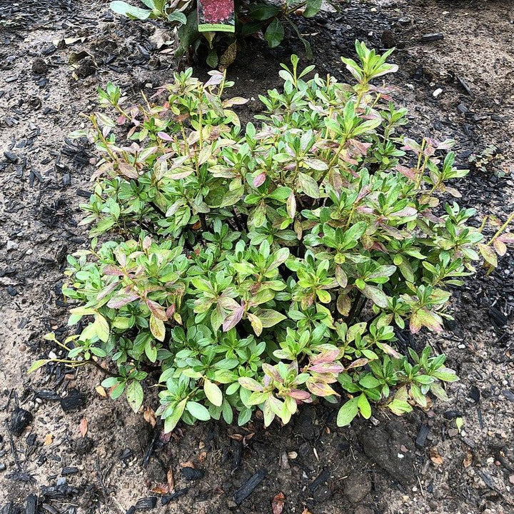 Girard's Fuchsia Azalea