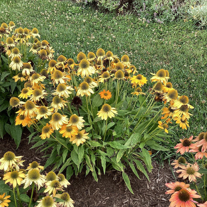 Echinacea 'PAS1303304'  - Artisan™ Yellow Ombre Coneflower