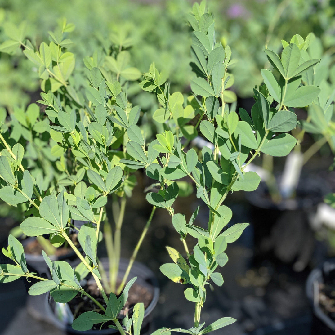 Blue False Indigo