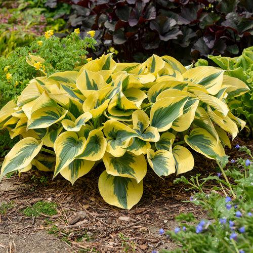 PW® Shadowland® Autumn Frost Hosta