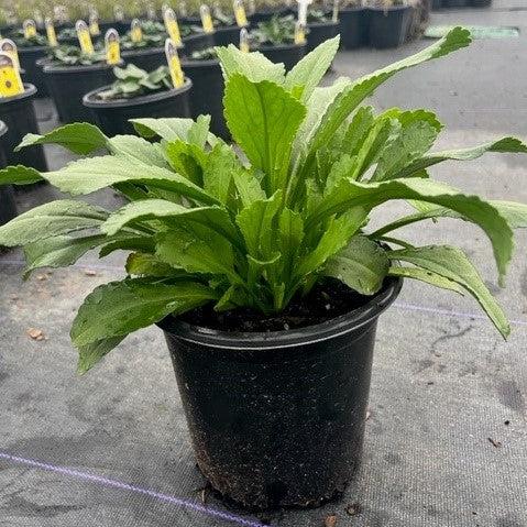 Becky Shasta Daisy