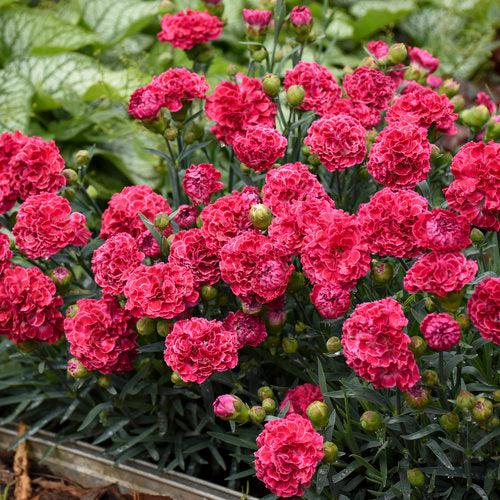 Fruit Punch® Raspberry Ruffles Dianthus