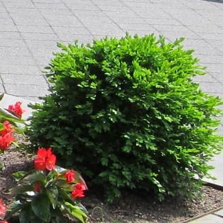 Green Velvet Boxwood