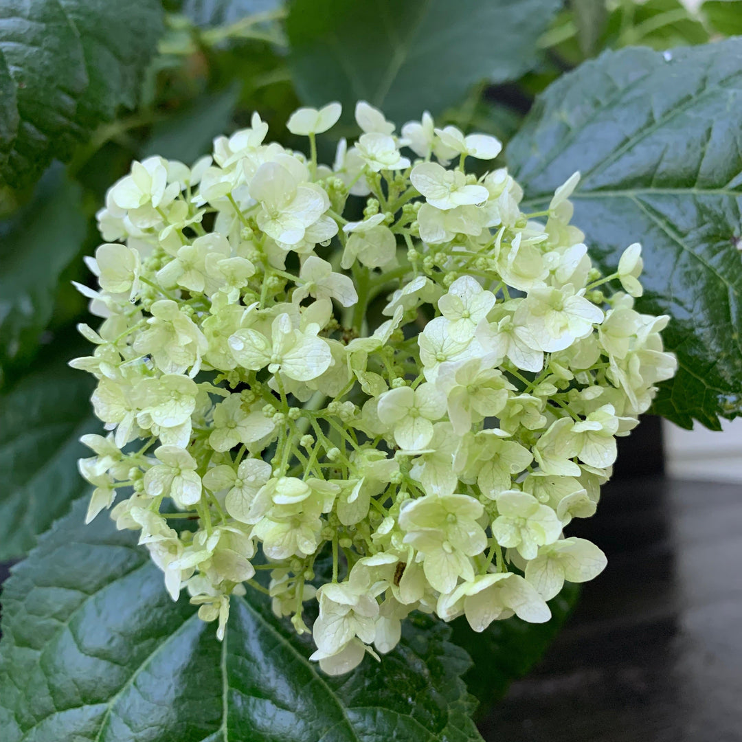 Mophead Hydrangea, Annabelle Hydrangea