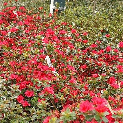 Rhododendron x 'Hino Crimson'  - Hino Crimson Azalea