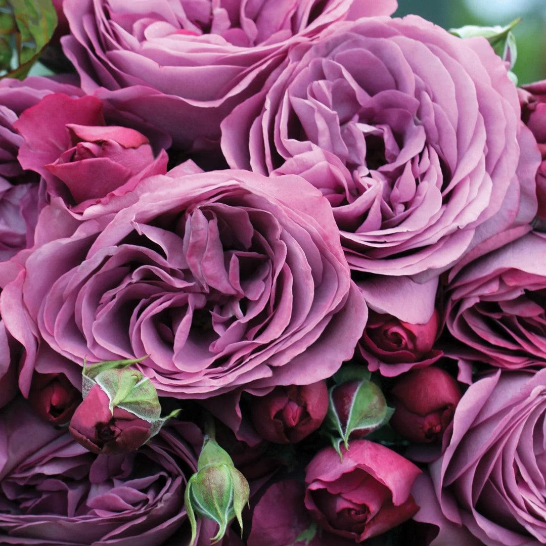 Bloomables® Sunbelt® Plum Perfect™ Rose