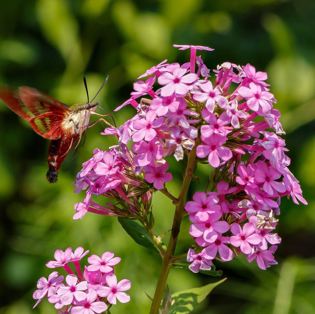 Phlox paniculata ‘Jeana’  - Jeana Garden Phlox