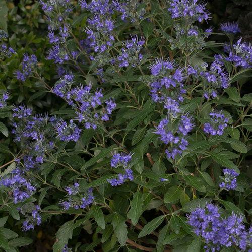 Beyond Midnight® Bluebeard