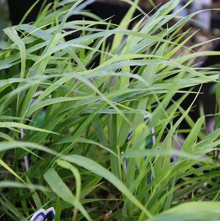 Japanese Forest Grass, Hakone Grass