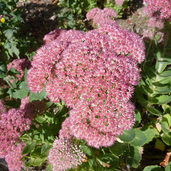 Autumn Joy Stonecrop