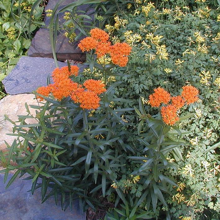 Butterfly Weed