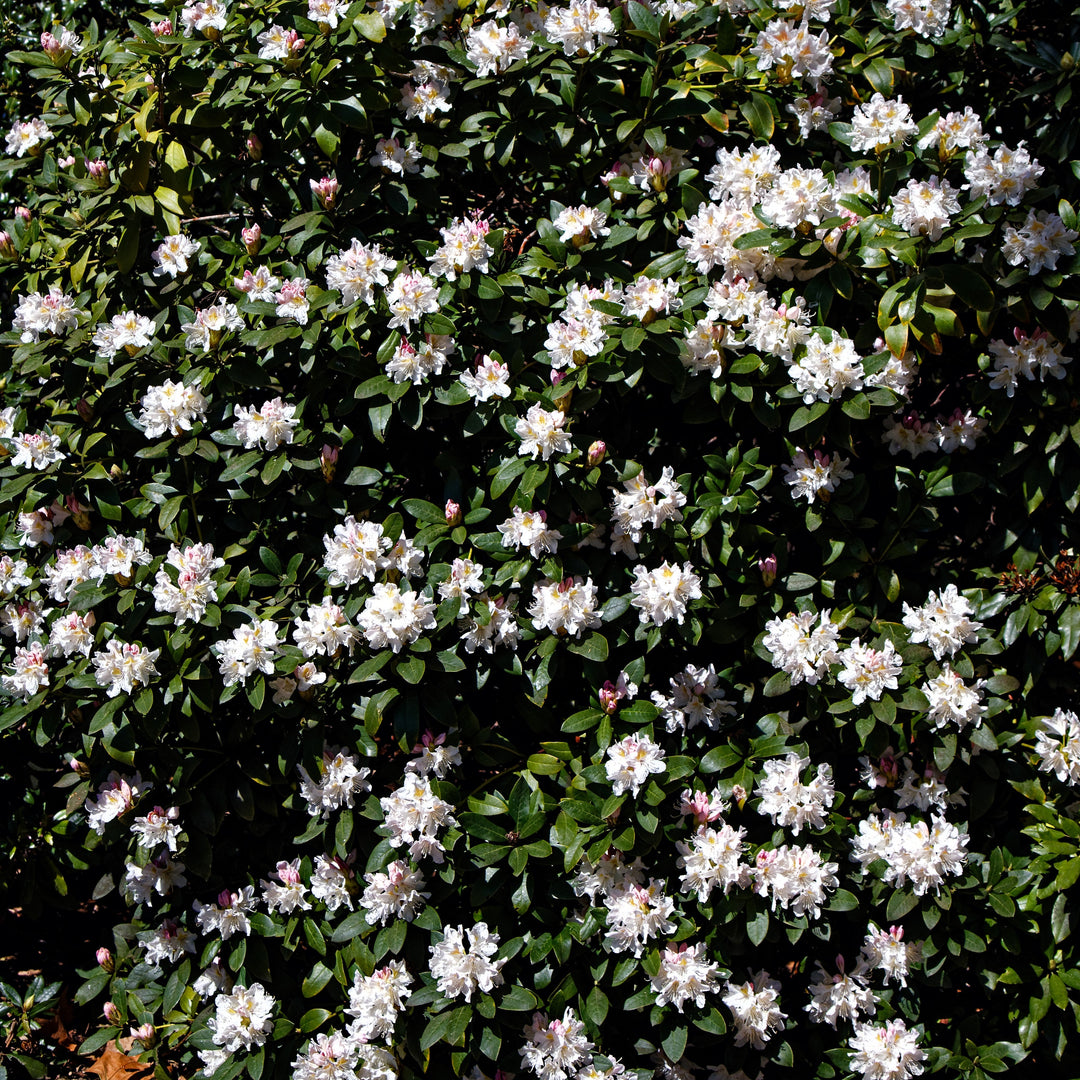 Cunningham's White Rhododendron