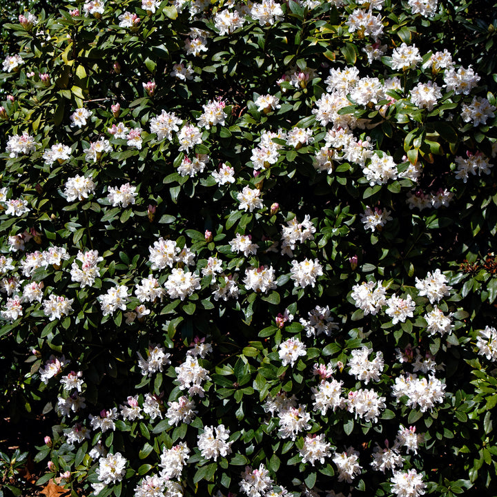 Cunningham's White Rhododendron