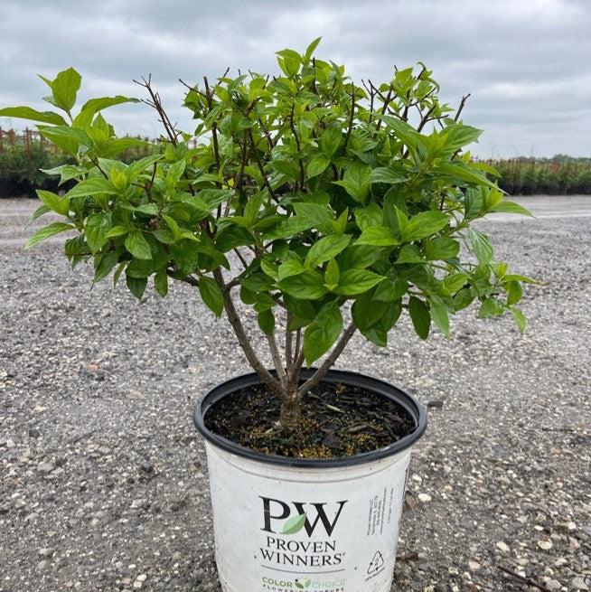 Proven Winners® Limelight® Hydrangea