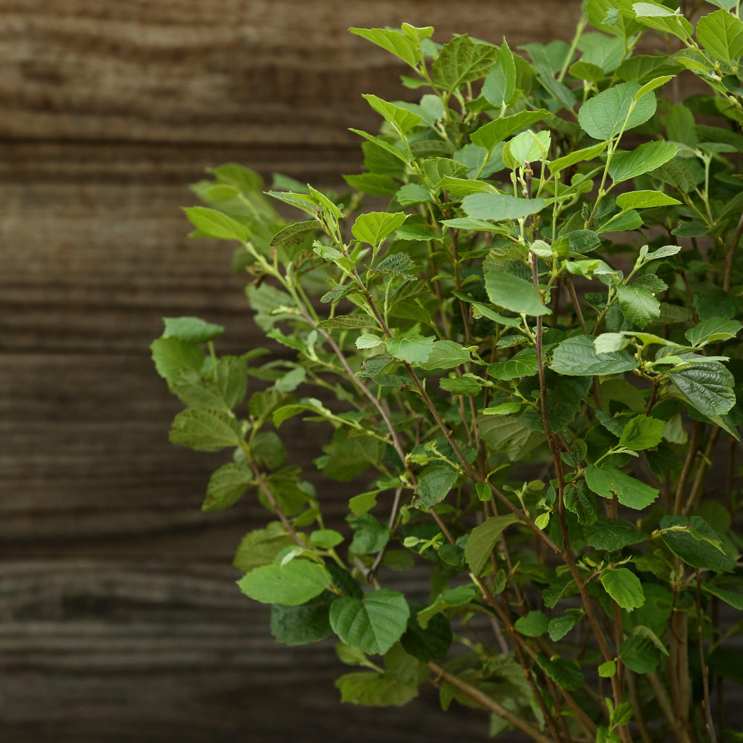 Mount Airy Fothergilla