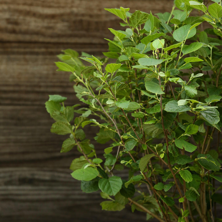 Mount Airy Fothergilla