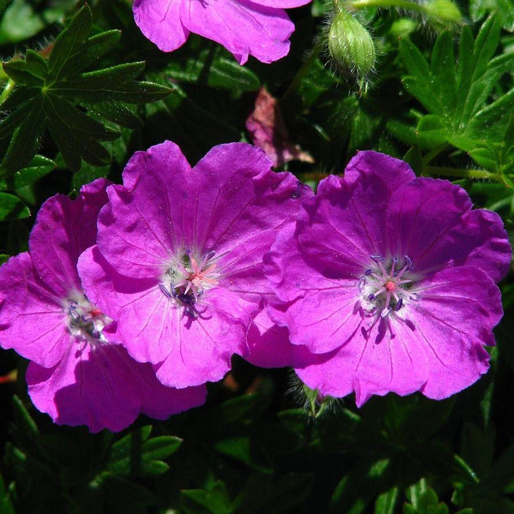 Maz Frei Bloody Cranesbill