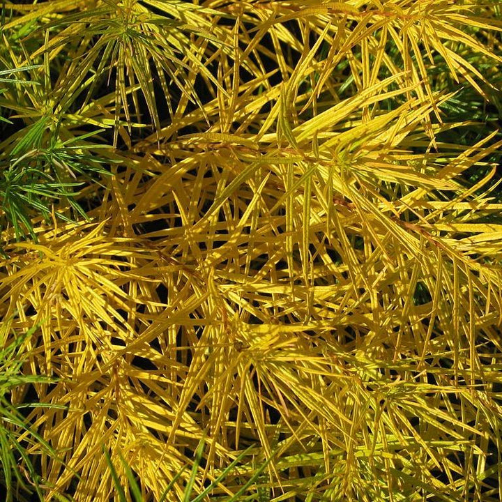 Threadleaf Cedar Threadleaf Blue Star, Arkansas Blue Star – Sunny Valley Farms