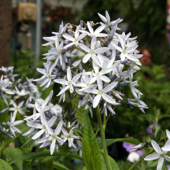 Threadleaf Blue Star, Arkansas Blue Star